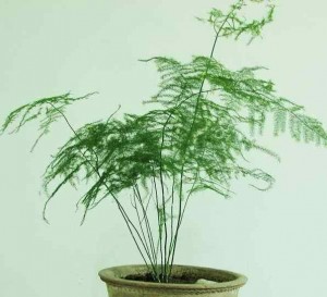 文竹的养殖方法