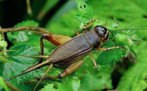 蟋蟀的住宅教学设计15篇