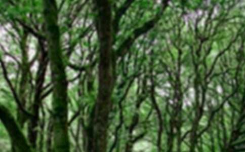 景区森林防火工作实施方案模板