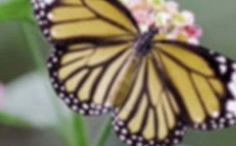 蝴蝶简笔画步骤图