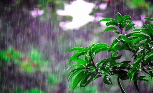 春天下雨去旅游的唯美句子