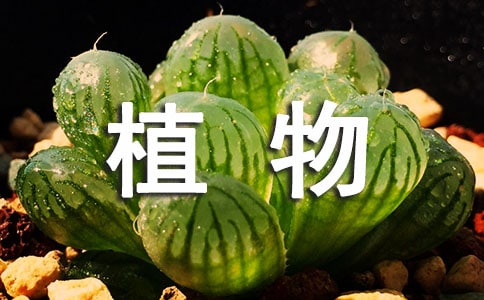 三年级植物作文300字五篇