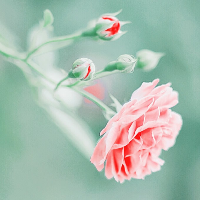 适合做微信头像的照片