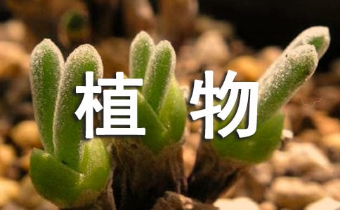 三年级植物的作文300字九篇