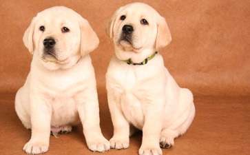 画小狗的简笔画