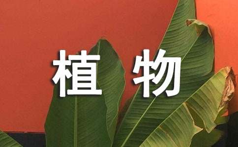 关于植物的谜语合集