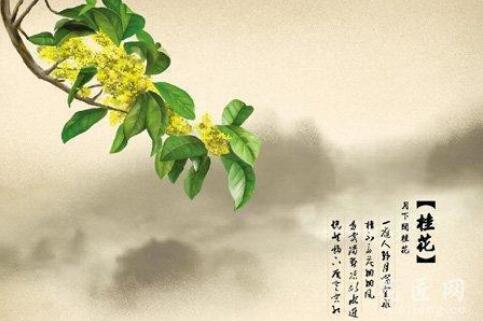 冬天里的桂花树
