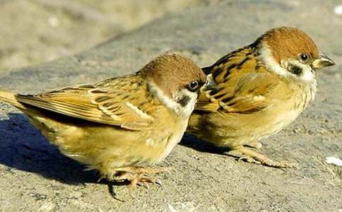 自负的老麻雀小小说