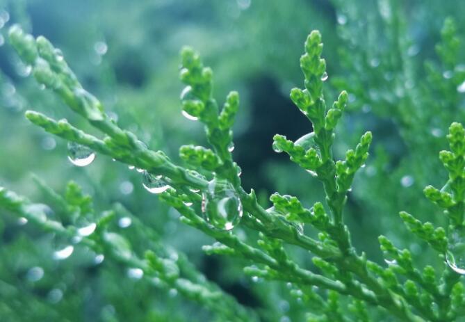清晨雨后的唯美句子