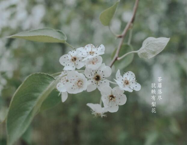 酴釄落尽，犹赖有梨花