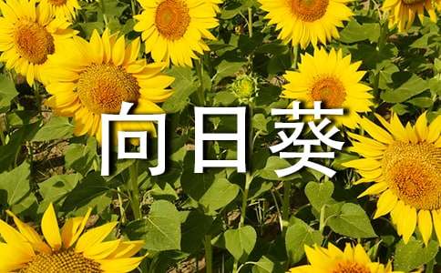 向日葵什么时候开花
