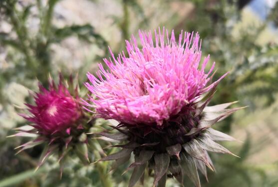 午睡中梦见母亲