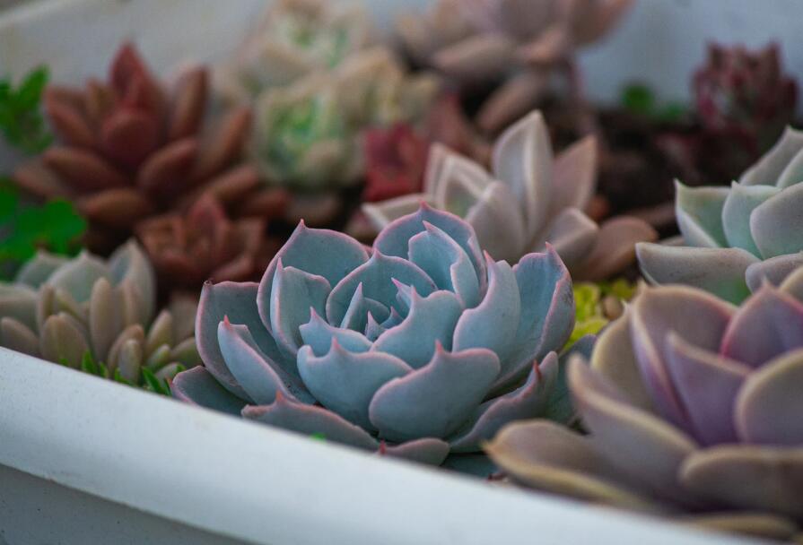 爱多肉的唯美句子 多肉治愈系语录