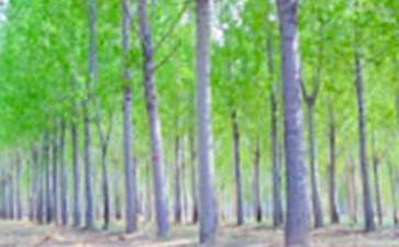 《白杨》读后感500字