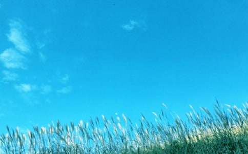 调皮的春风作文(5篇)