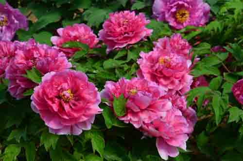 观赏柏乡汉牡丹随记