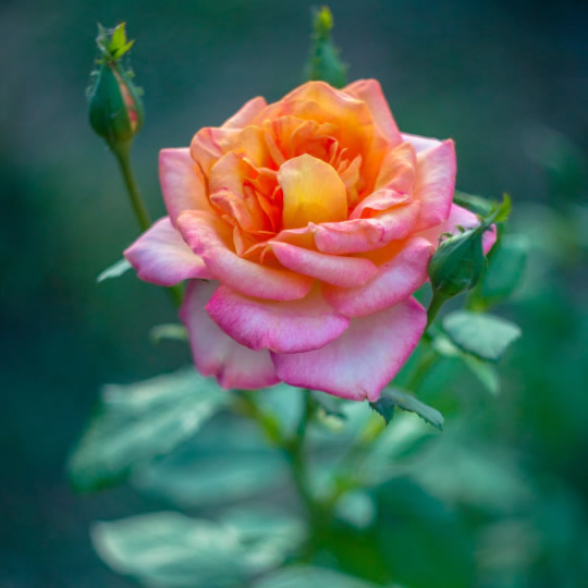 适合做微信头像的照片