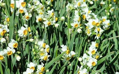 关于水仙花观察日记范文8篇