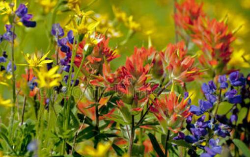 野之味（四首）