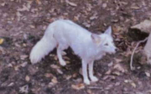 狐狸与蚂蚁的寓言故事