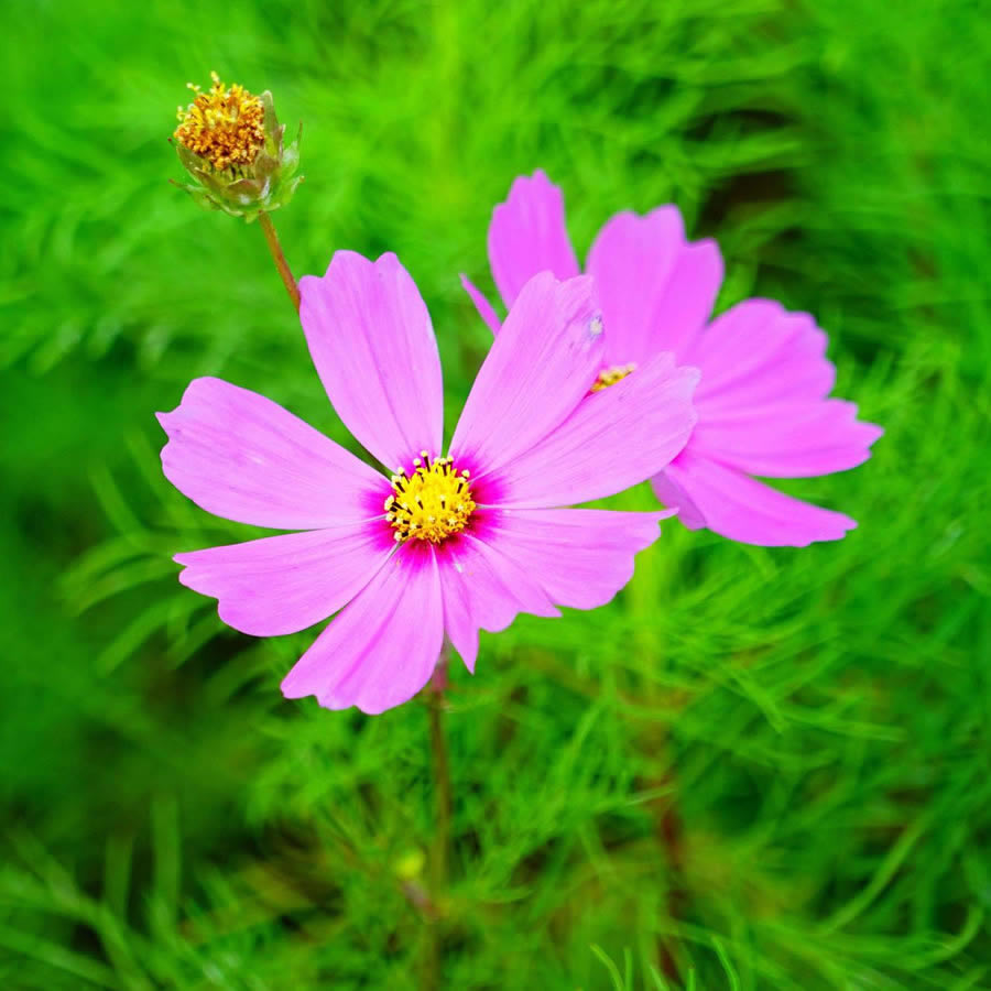 适合做微信头像的照片