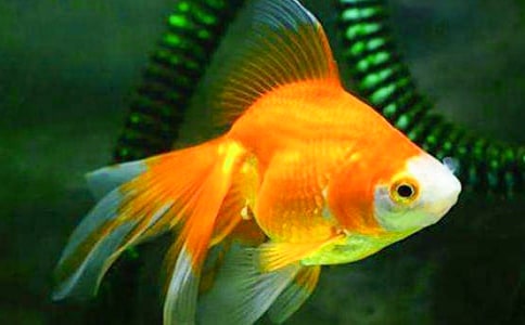 小金鱼作文200字(精选63篇)