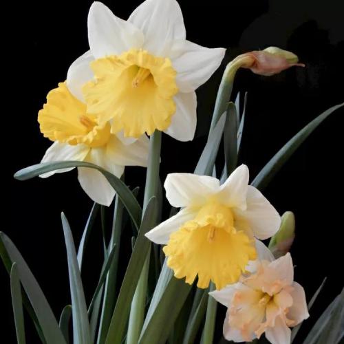 适合长期不换的头像，20张微信头像，各种风格，不重样