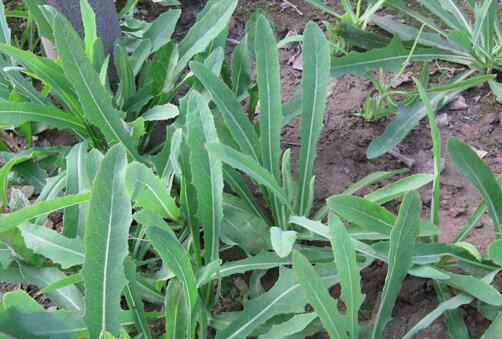 玉米窝窝就苦菜