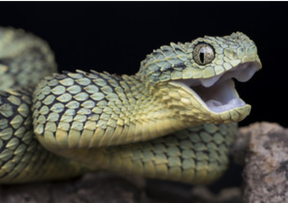 梦到蛇是什么预兆 做梦梦到蛇是什么意思