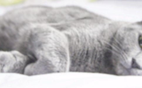 幼儿大班语言教案《贪吃的小猫》