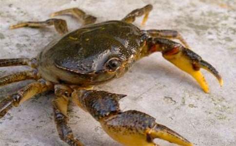 抓螃蟹通用(15篇)