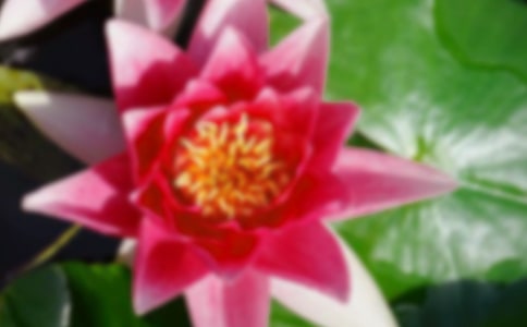 荷花的作文(合集4篇)