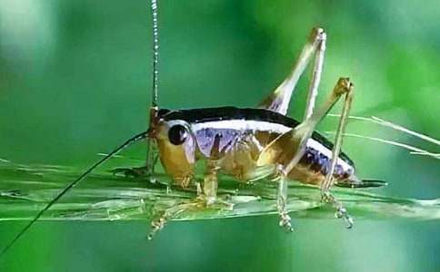 《蟋蟀的住宅》教案教学（精选7篇）