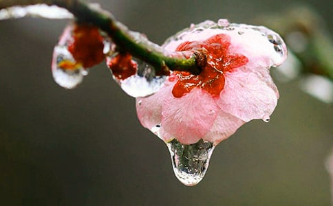 描写梅花的诗句(精选15篇)