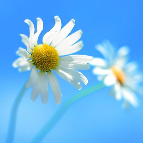 适合做微信头像的照片