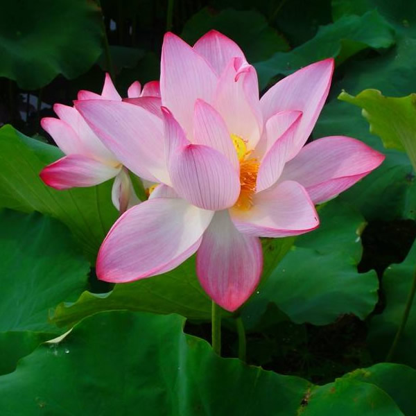 适合做微信头像的照片