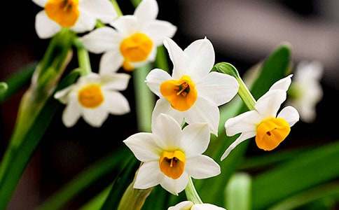 水仙花观察日记 15篇