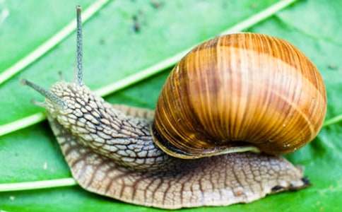 精选蜗牛日记汇总10篇