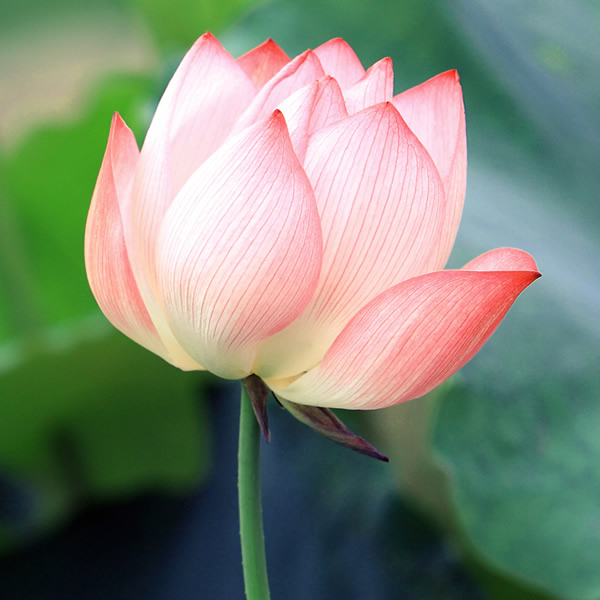 适合做微信头像的照片