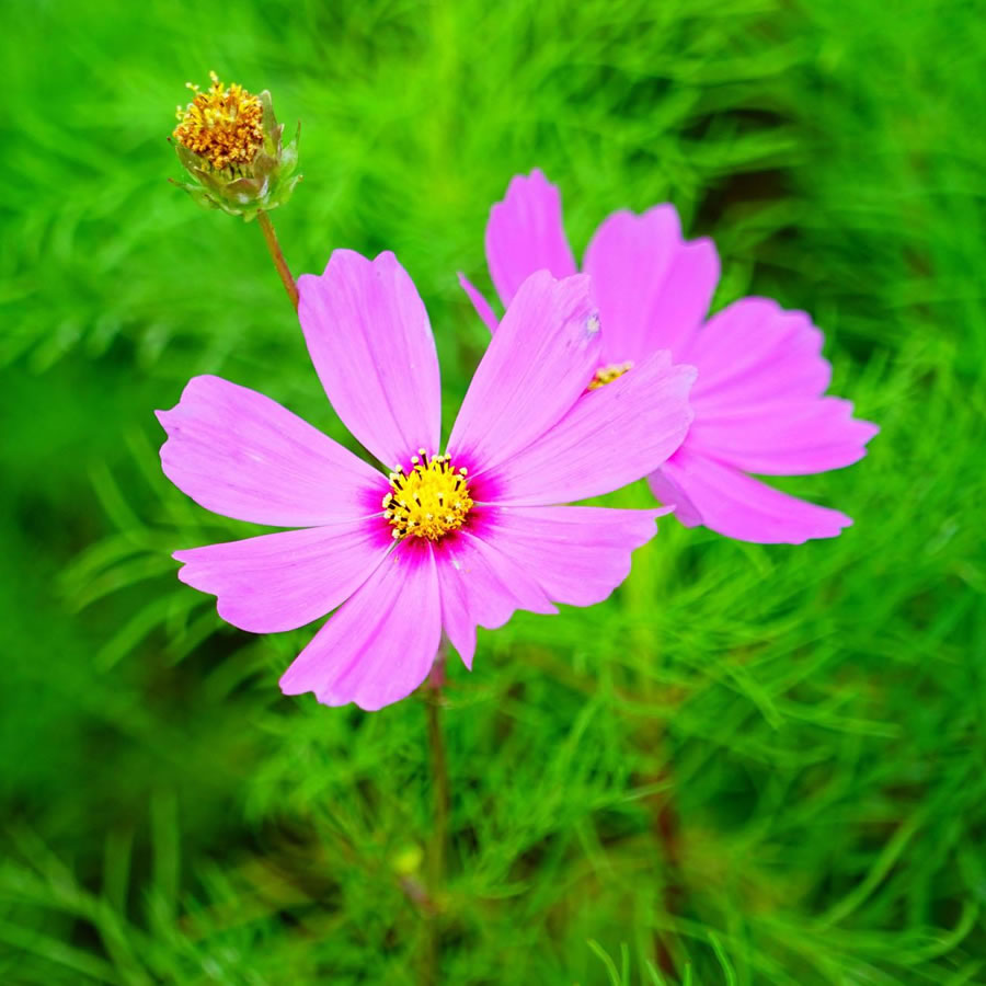 适合做微信头像的照片