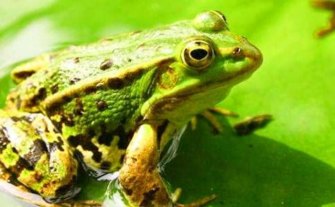 大班语言教案青蛙飞行员