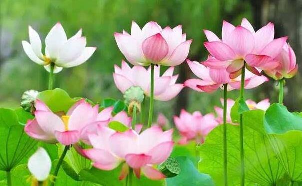 与世无争的唯美句子 安静与世无争的句子