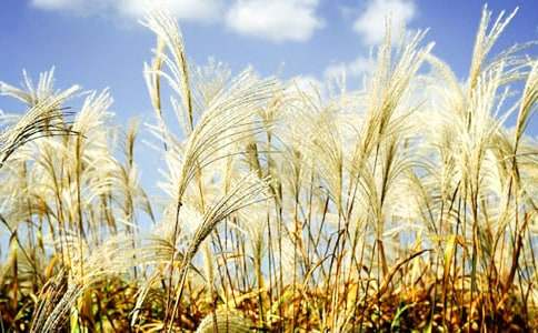 记忆中的芦苇现代文阅读答案