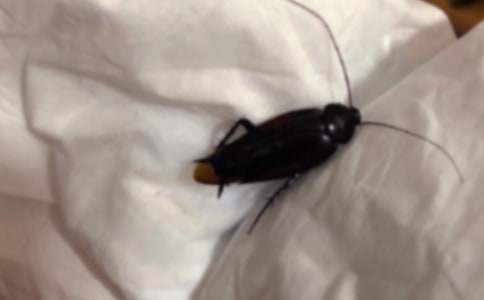 蟑螂、蚊子怕什么