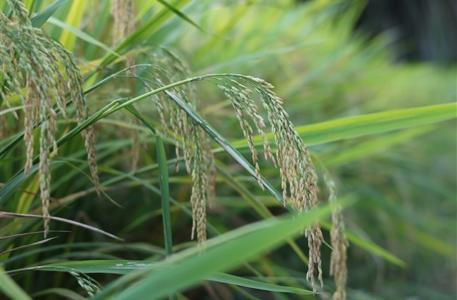 热血传奇霸气行会名字(精选737个)