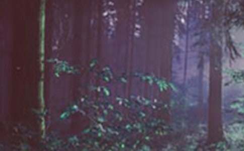 森林防火条例[优选8篇]