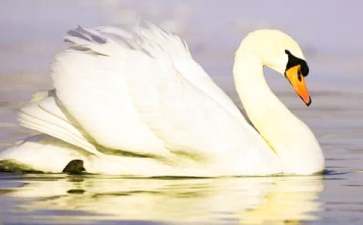 读《黑天鹅紫水晶》有感13篇