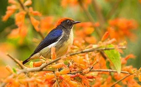 我想变成一只小鸟四年级作文400字(精选37篇)