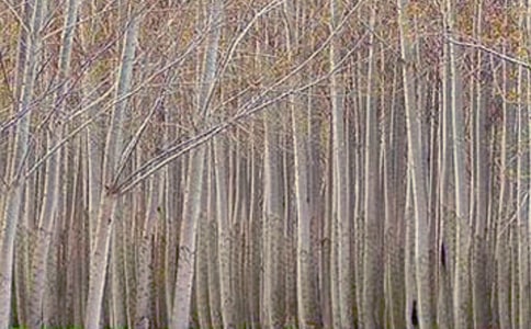 我的伙伴白杨树作文