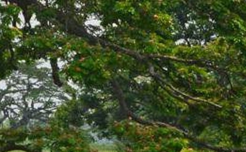 我家的白杨树作文